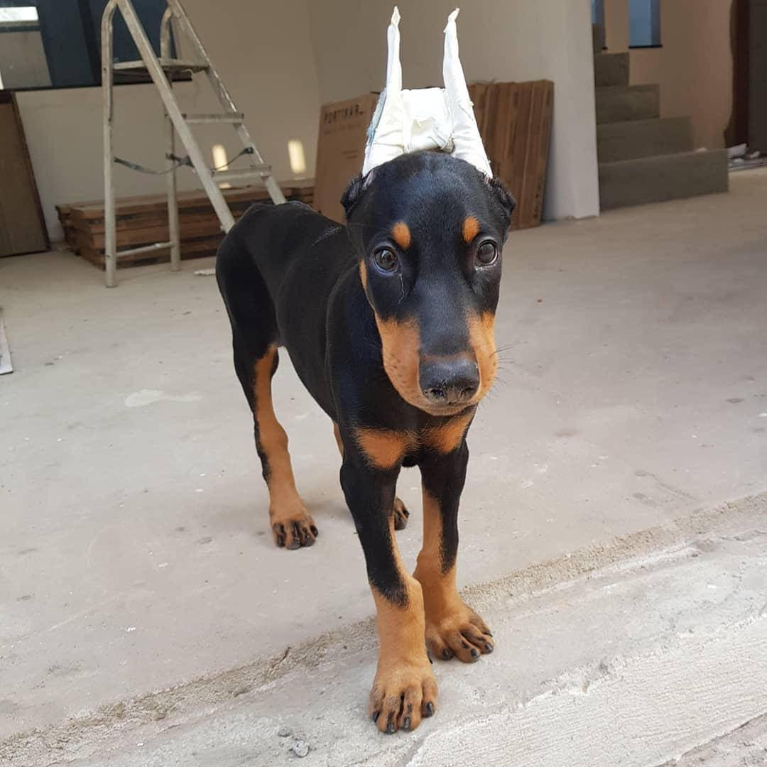 Tucker the male Dobermann puppy
